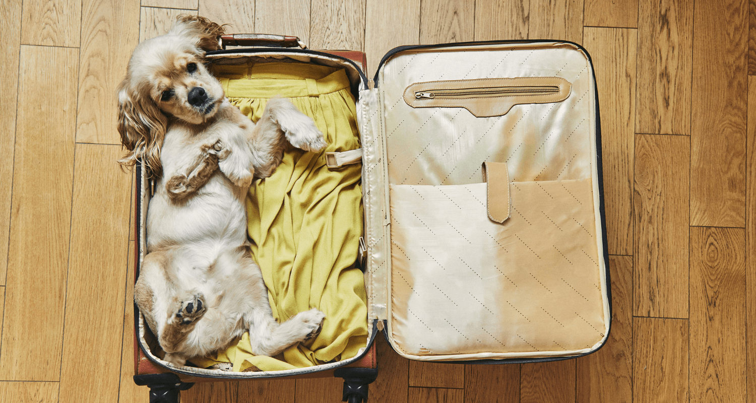 Flying Fido: How to Prepare Your Pet for Airplane Travel - Holly's Paws