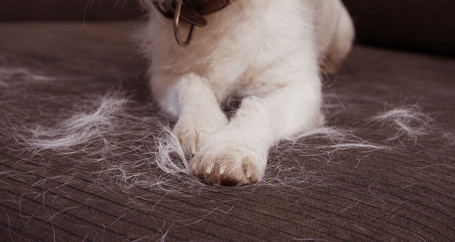 Fur-Free Living: How to Clean Pet Hair from Your House - Holly's Paws