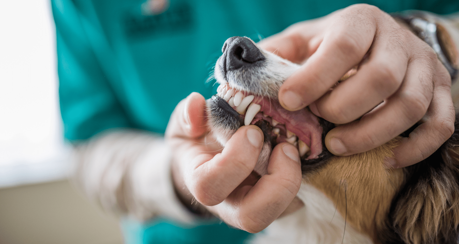 Keeping Your Canine Companion Healthy: Common Illnesses in Dogs and Prevention Strategies - Holly's Paws