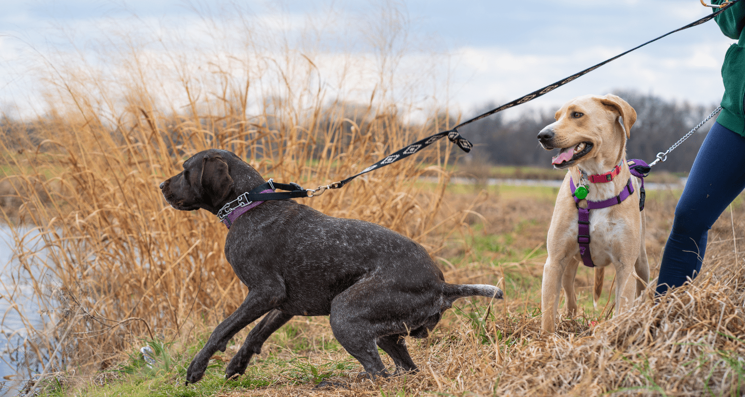 Mastering the Leash: A Comprehensive Guide to Leash Training Your Dog - Holly's Paws