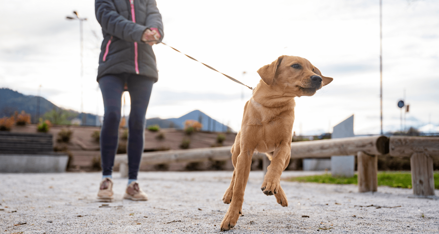 Off to a Better Start: How to Stop Your Dog from Pulling on Its Leash - Holly's Paws