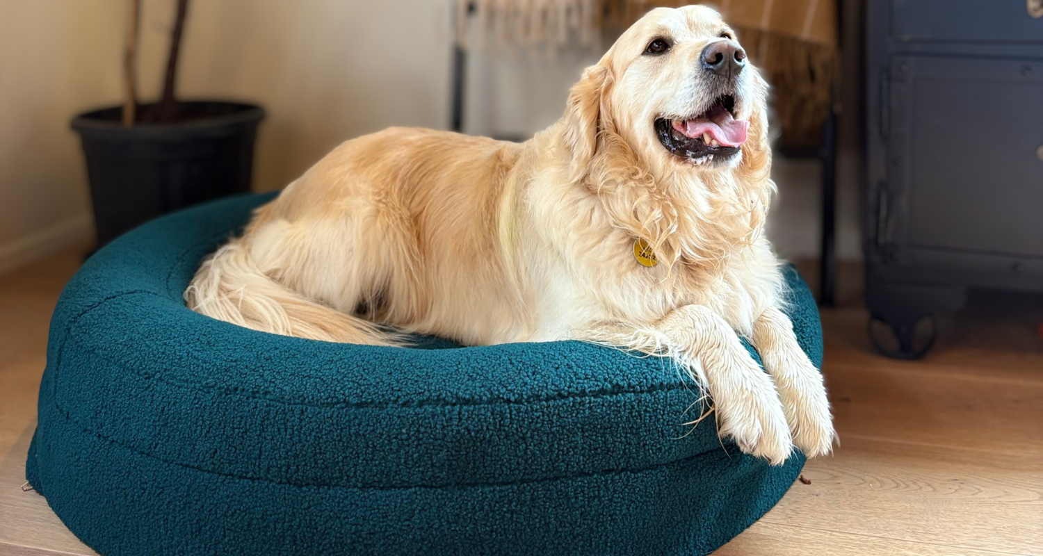 Is an Orthopaedic Dog Bed Worth It? A Vet-Approved Breakdown