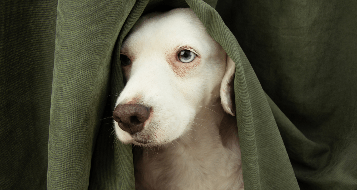 Relieving Stress and Anxiety - Holly's Paws