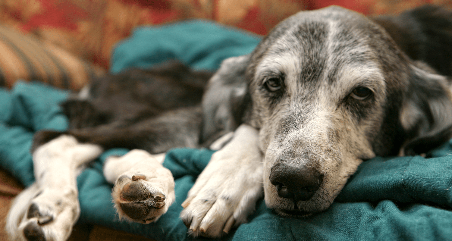 Senior Dog Care: Nurturing Your Aging Companion - Holly's Paws