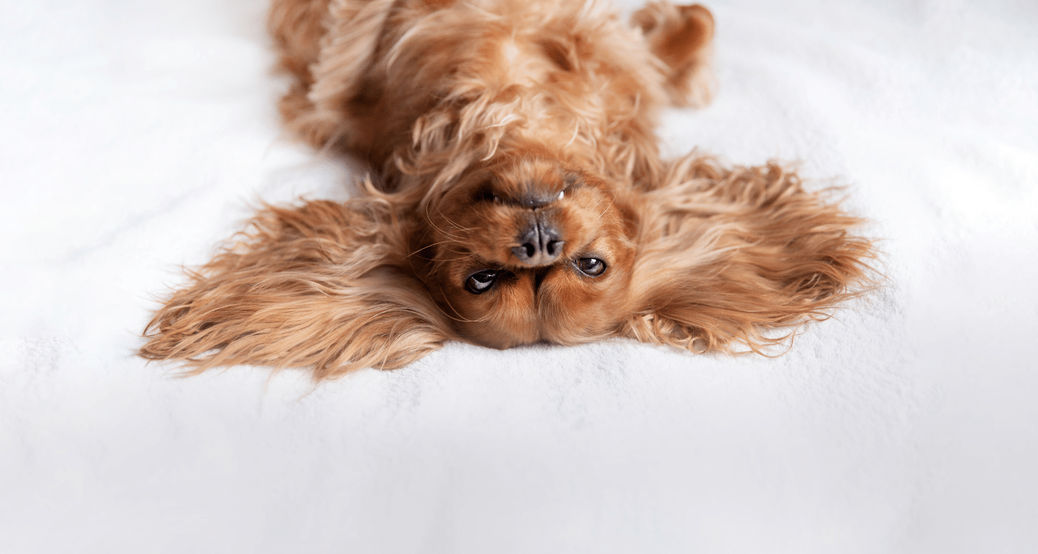 Unveiling the Benefits of Memory Foam Dog Beds - Holly's Paws