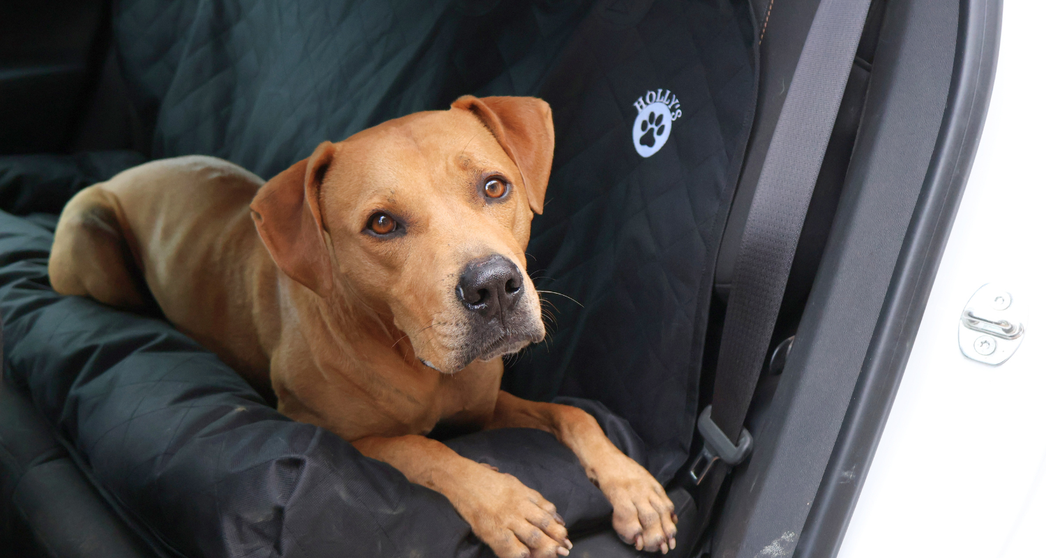 🐾 The Ultimate Guide to Travelling with Dogs in New Zealand
