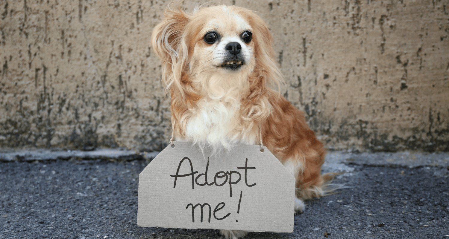 Welcoming Furry Joy: A Guide to Integrating a Newly Adopted Dog into Your Family - Holly's Paws