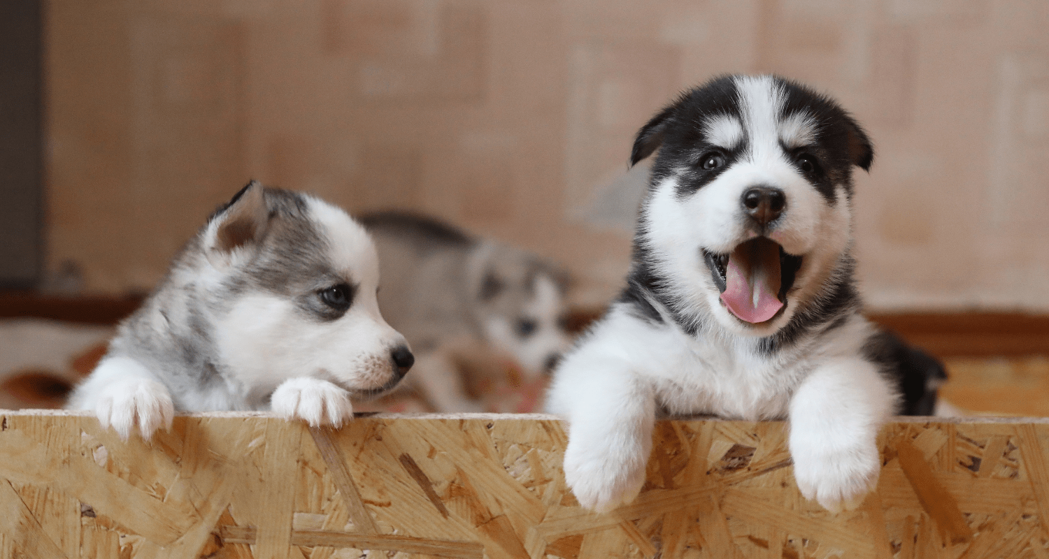 Your Ultimate Guide: Resources for New Puppy Owners - Holly's Paws