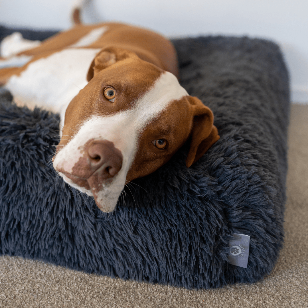 Calming Cover - Holly's Paws