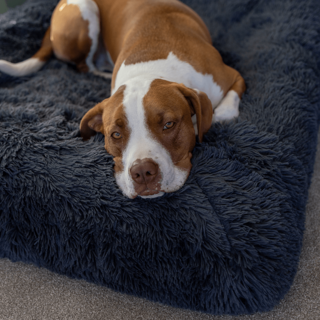 Calming Cover - Holly's Paws