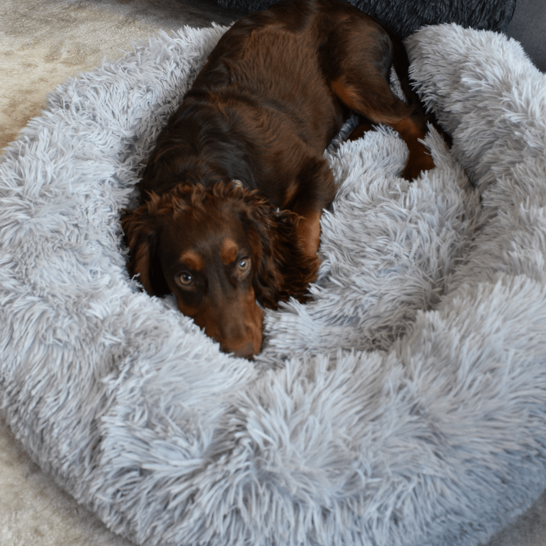 Calming Doughnut Bed - Holly's Paws