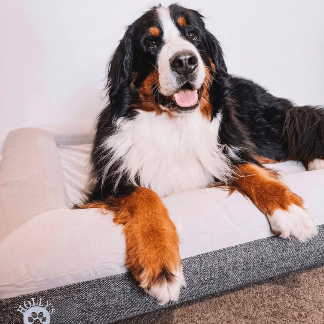 Orthopaedic Memory Foam Bed - Holly's Paws