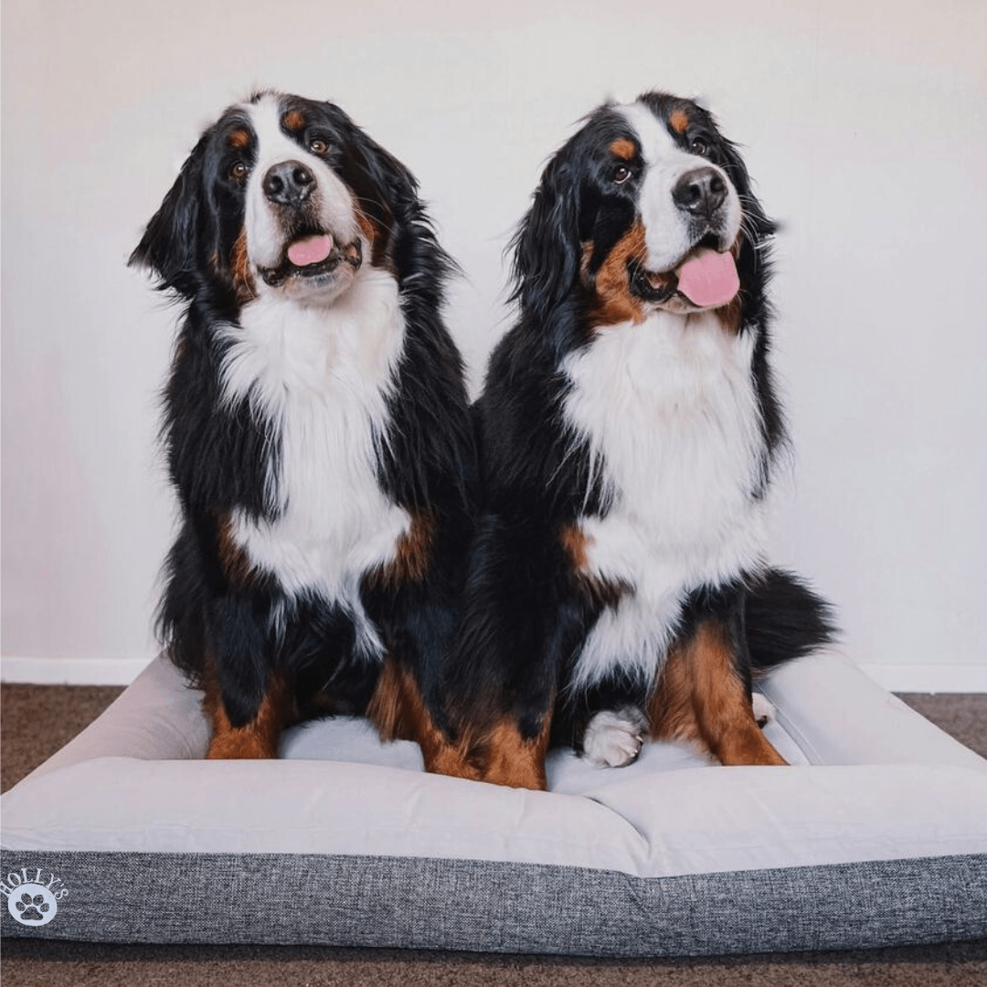 (Spare Cover) Orthopaedic Memory Foam Bed - Holly's Paws