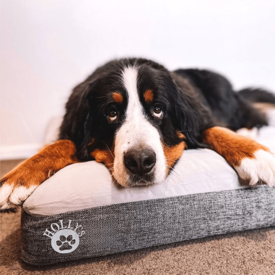 (Spare Cover) Orthopaedic Memory Foam Bed - Holly's Paws