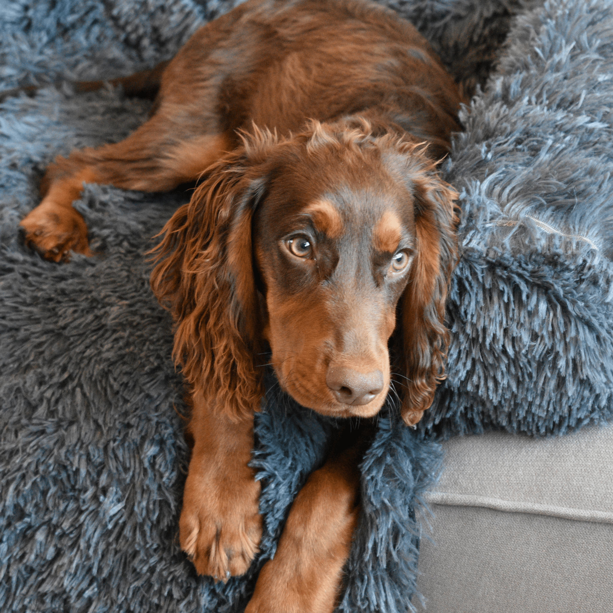 Calming Couch Bed - Holly's Paws