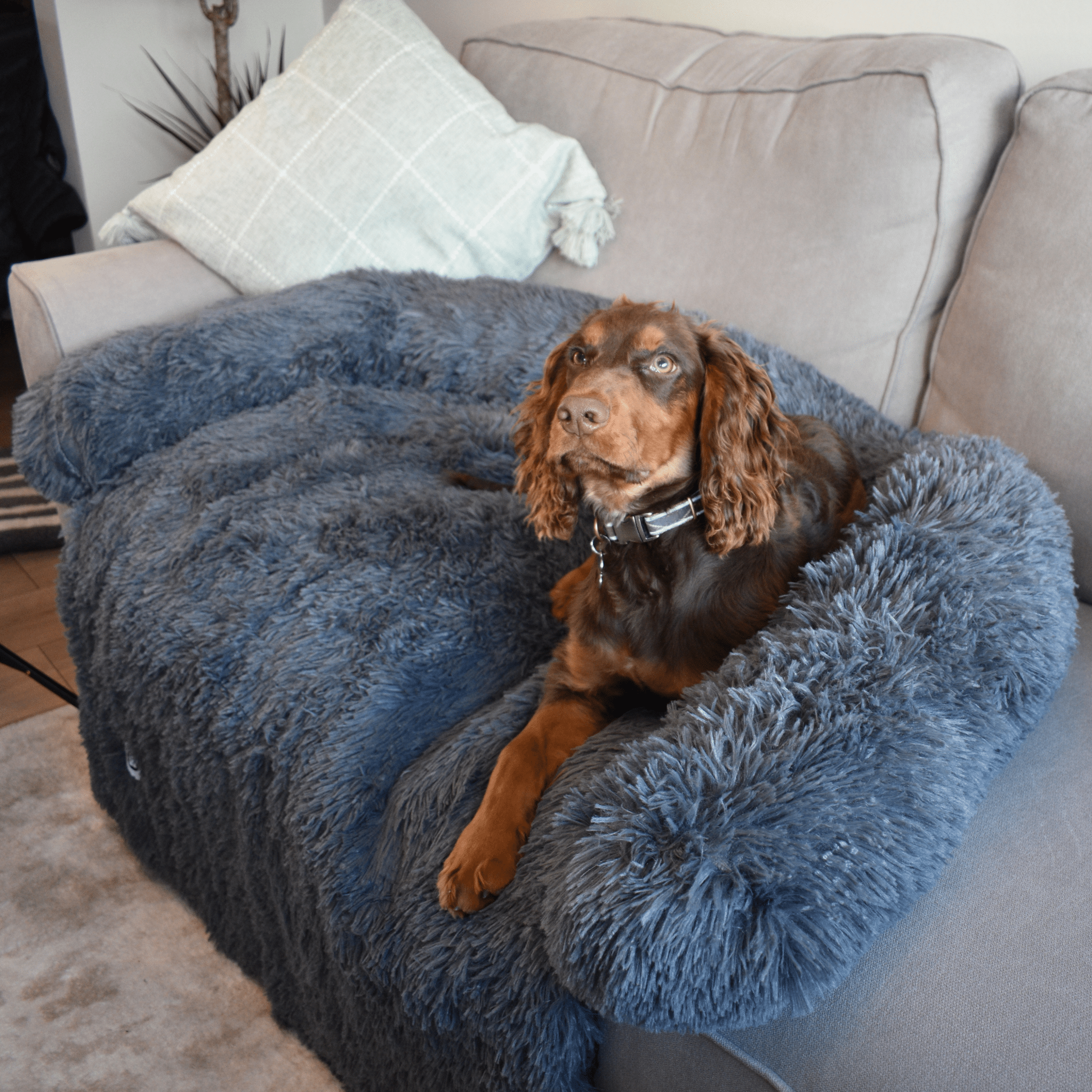 Calming Couch Bed - Holly's Paws