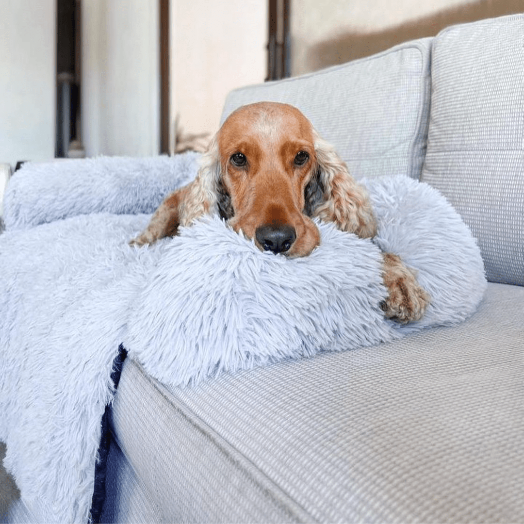 Calming Couch Bed - Holly's Paws