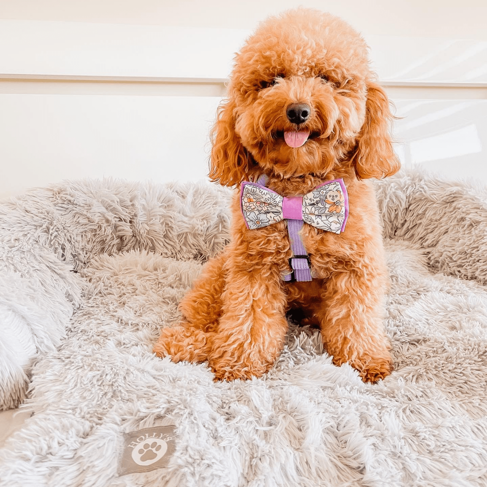 Calming Couch Bed - Holly's Paws