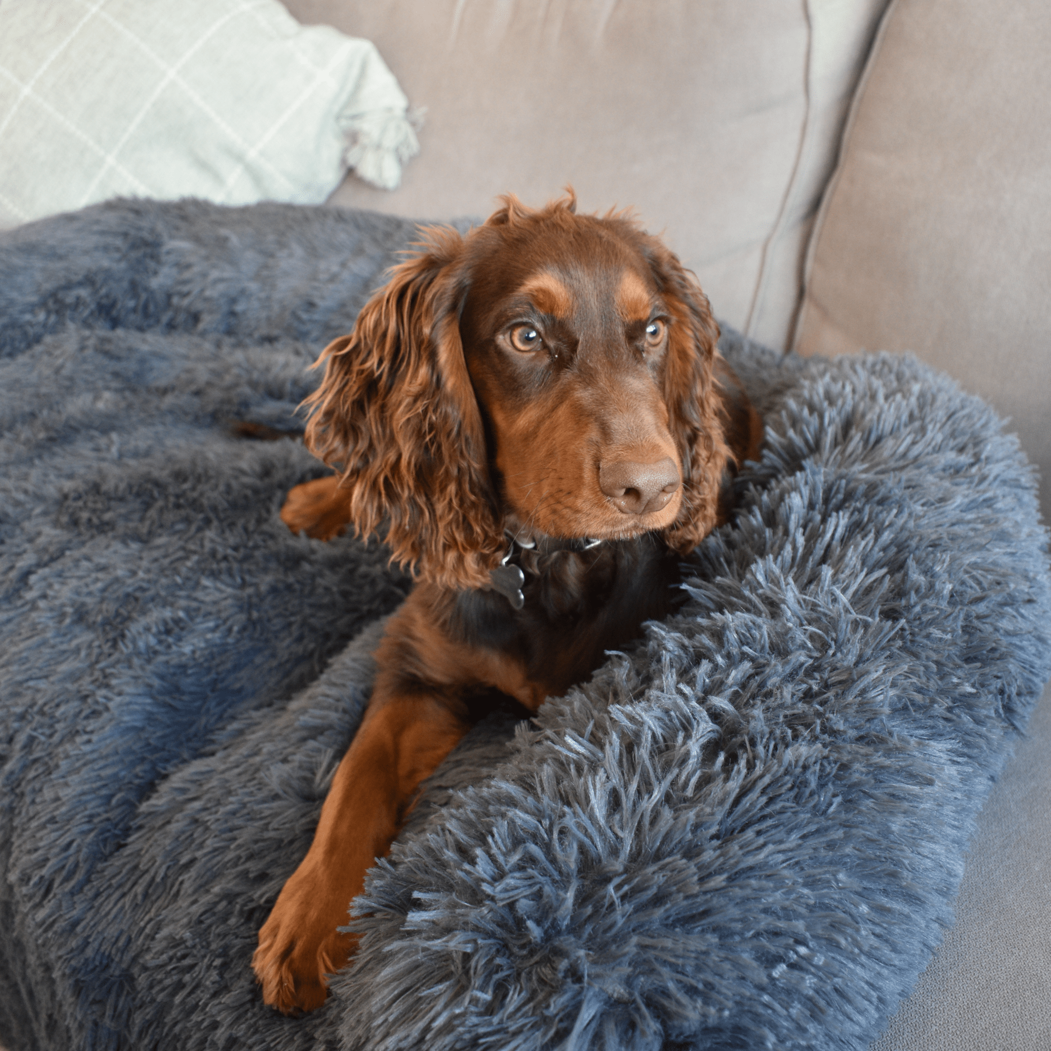 Calming Couch Bed - Holly's Paws