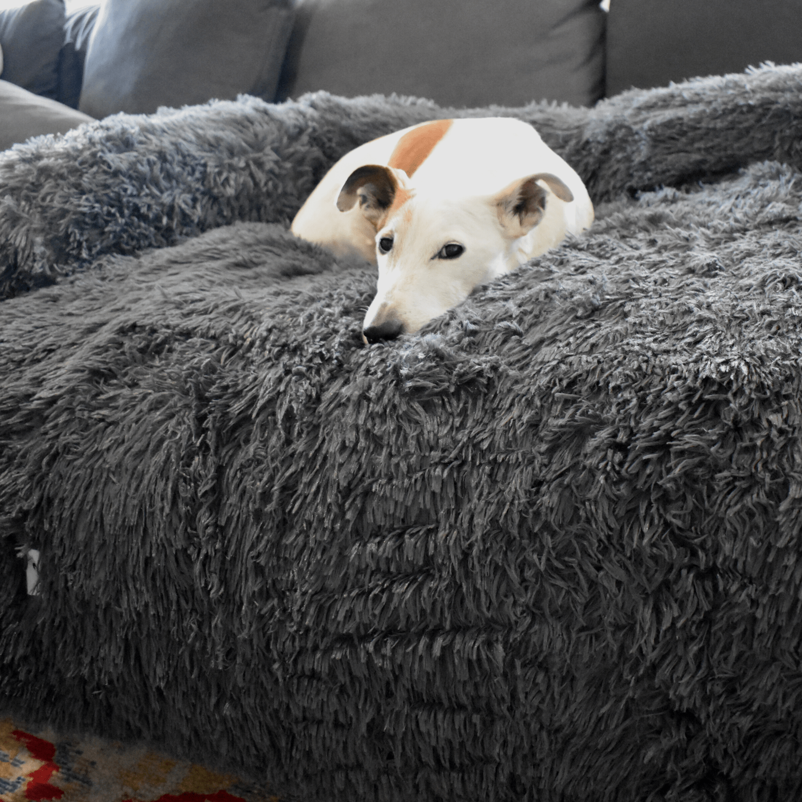 Calming Couch Bed - Holly's Paws