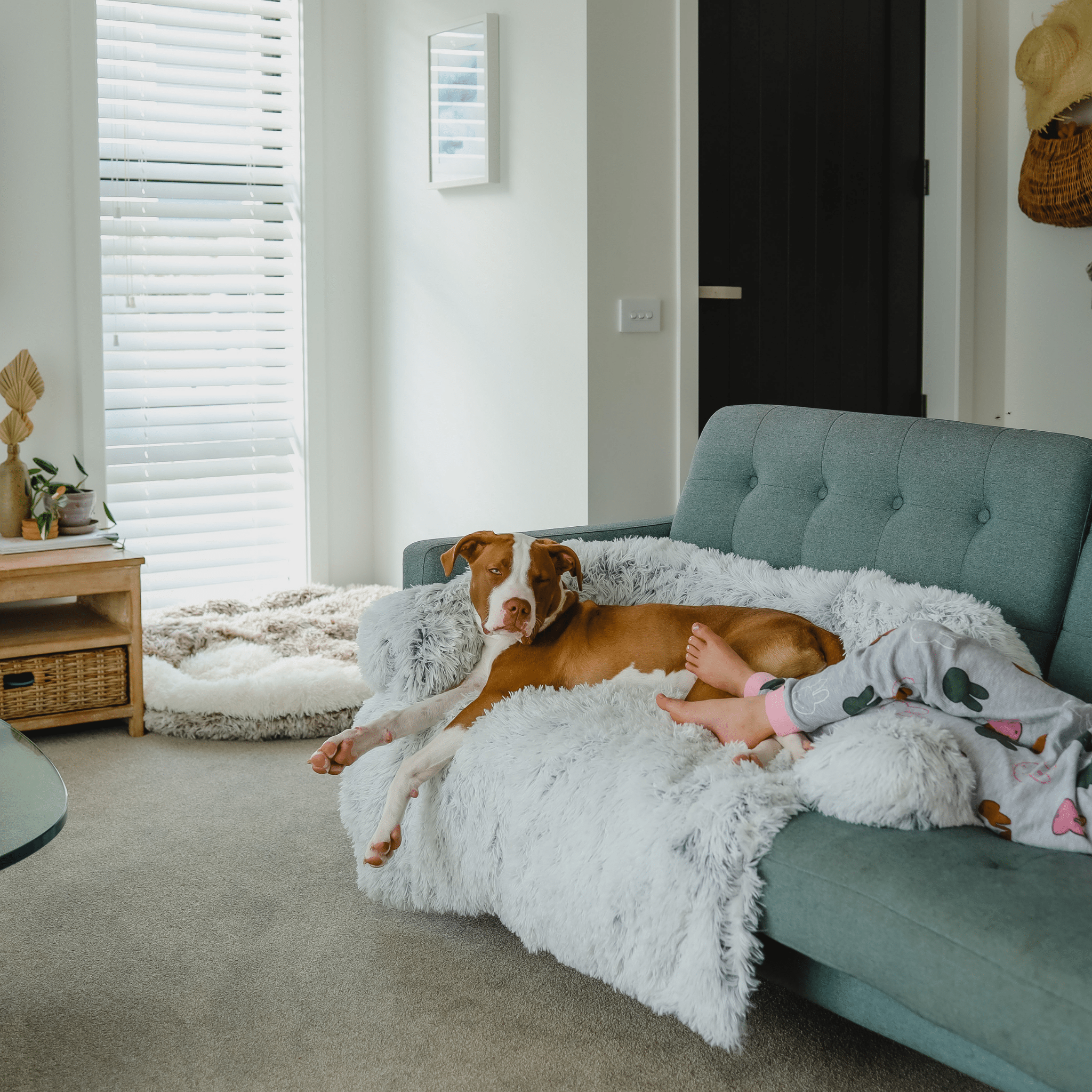 Calming Couch Bed - Holly's Paws