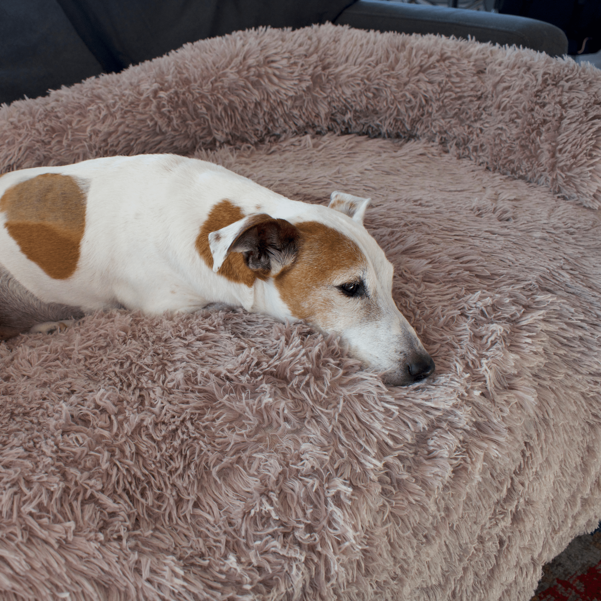 Calming Couch Bed - Holly's Paws