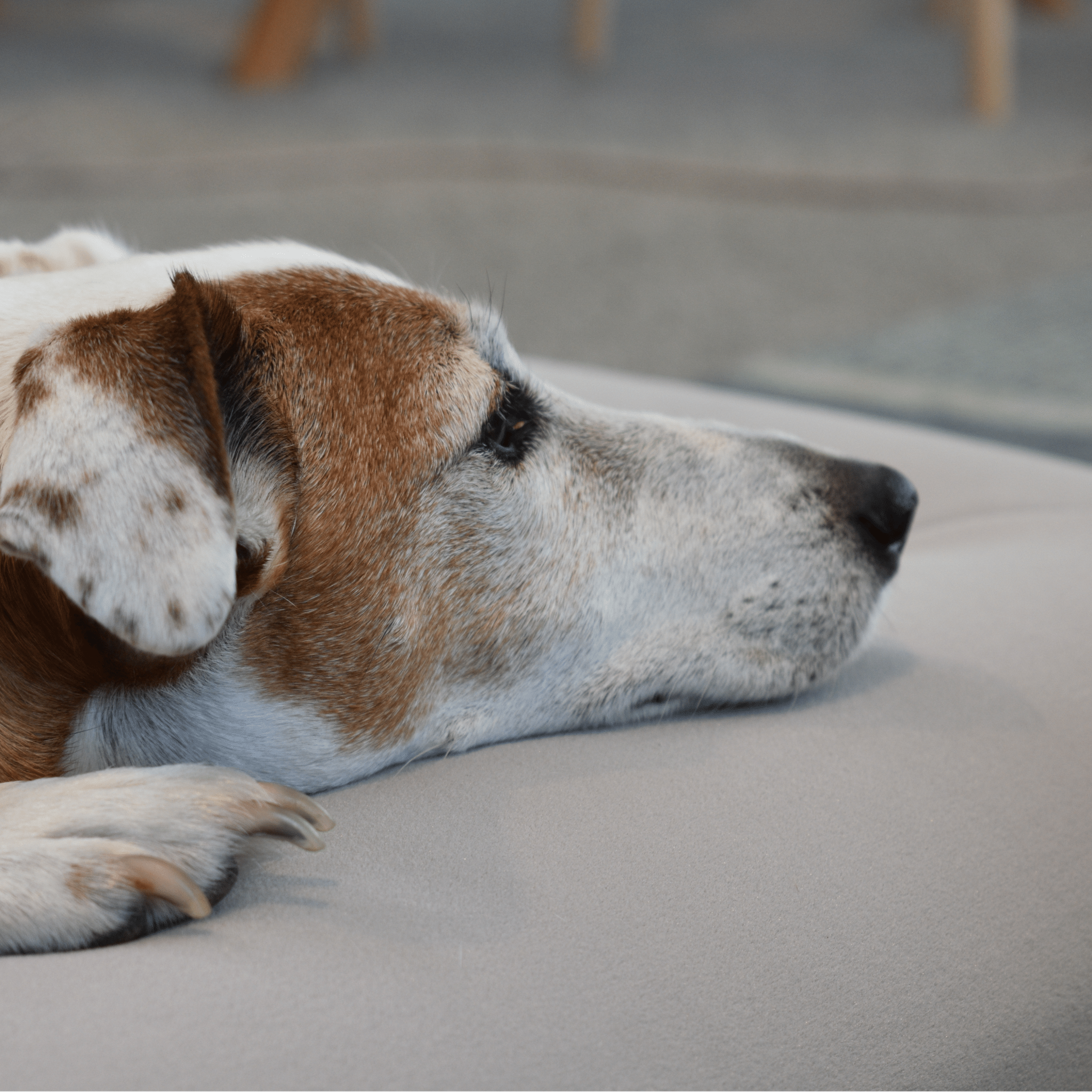 Orthopaedic Memory Foam Bed - Holly's Paws