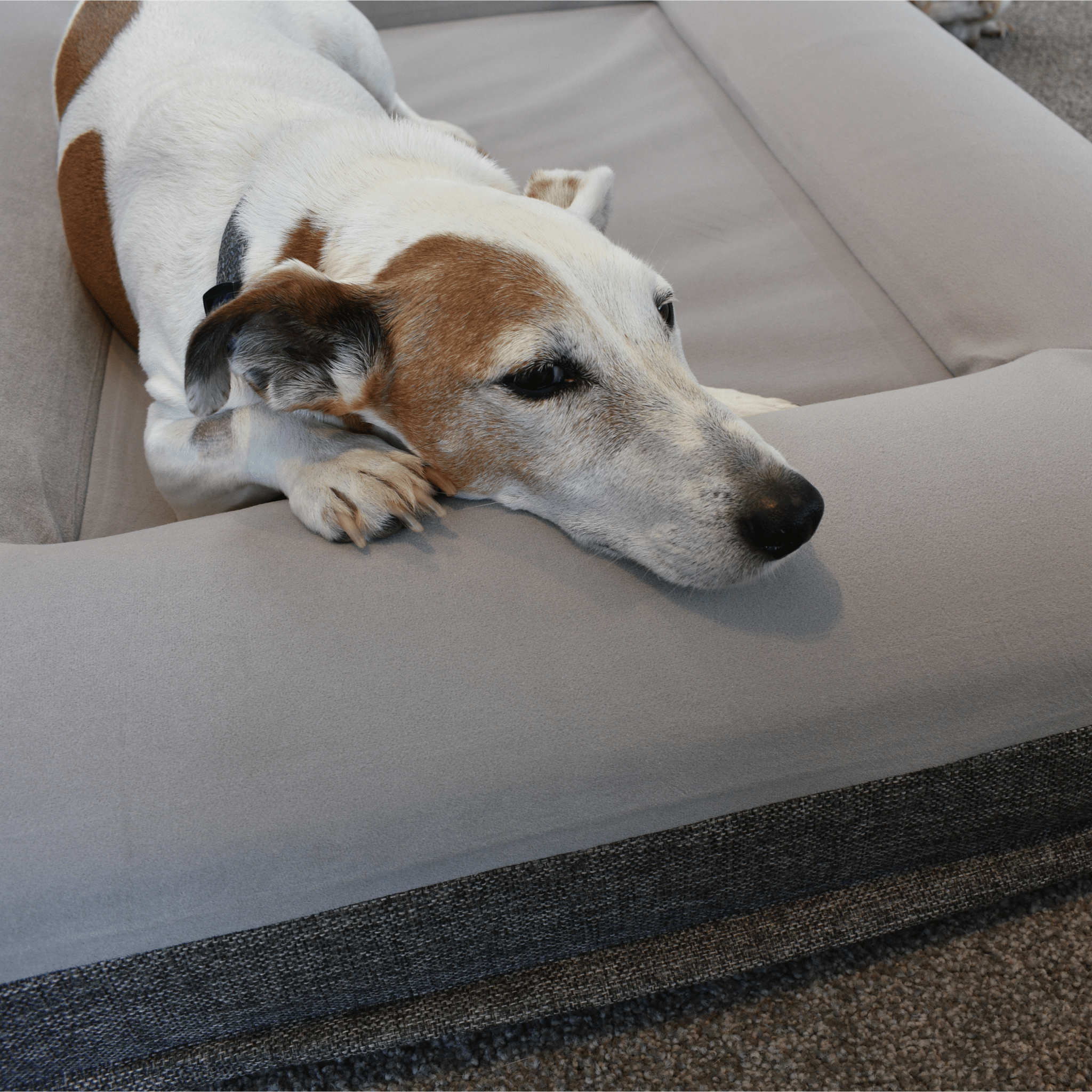 Orthopaedic Memory Foam Bed - Holly's Paws