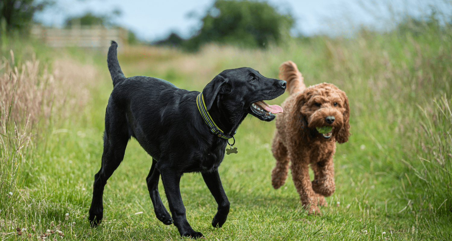 Cultivating Canine Social Skills: How to Make Your Dog Better Behaved Around Other Dogs - Holly's Paws