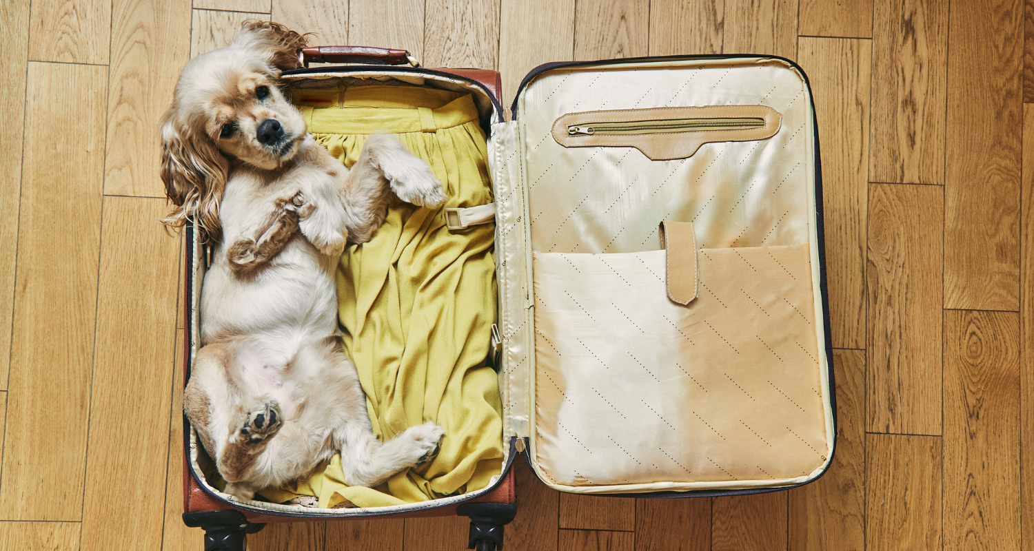 Flying Fido: How to Prepare Your Pet for Airplane Travel