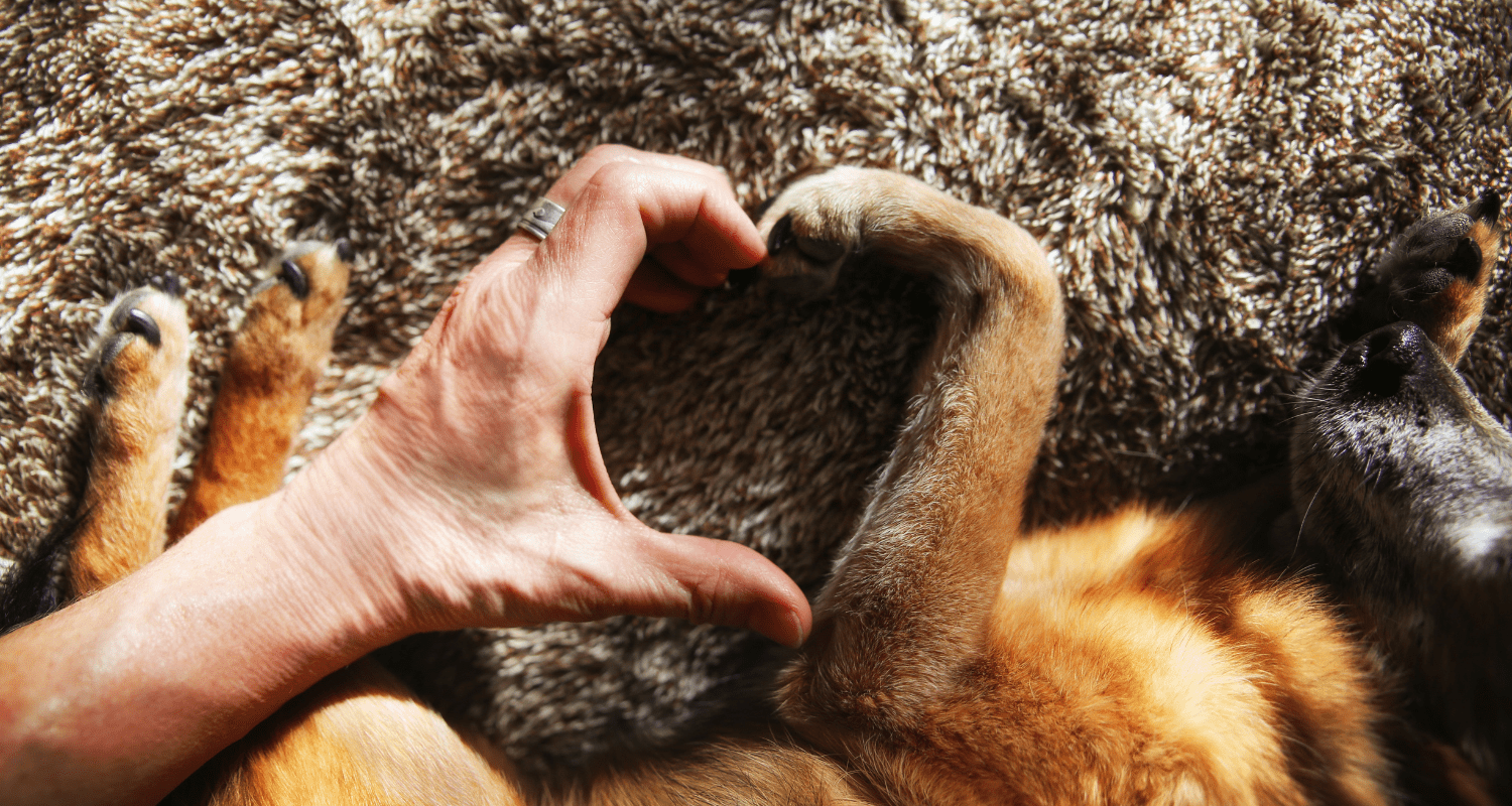 Decoding Dog Language: Understanding Your Canine Companion's Mannerisms - Holly's Paws