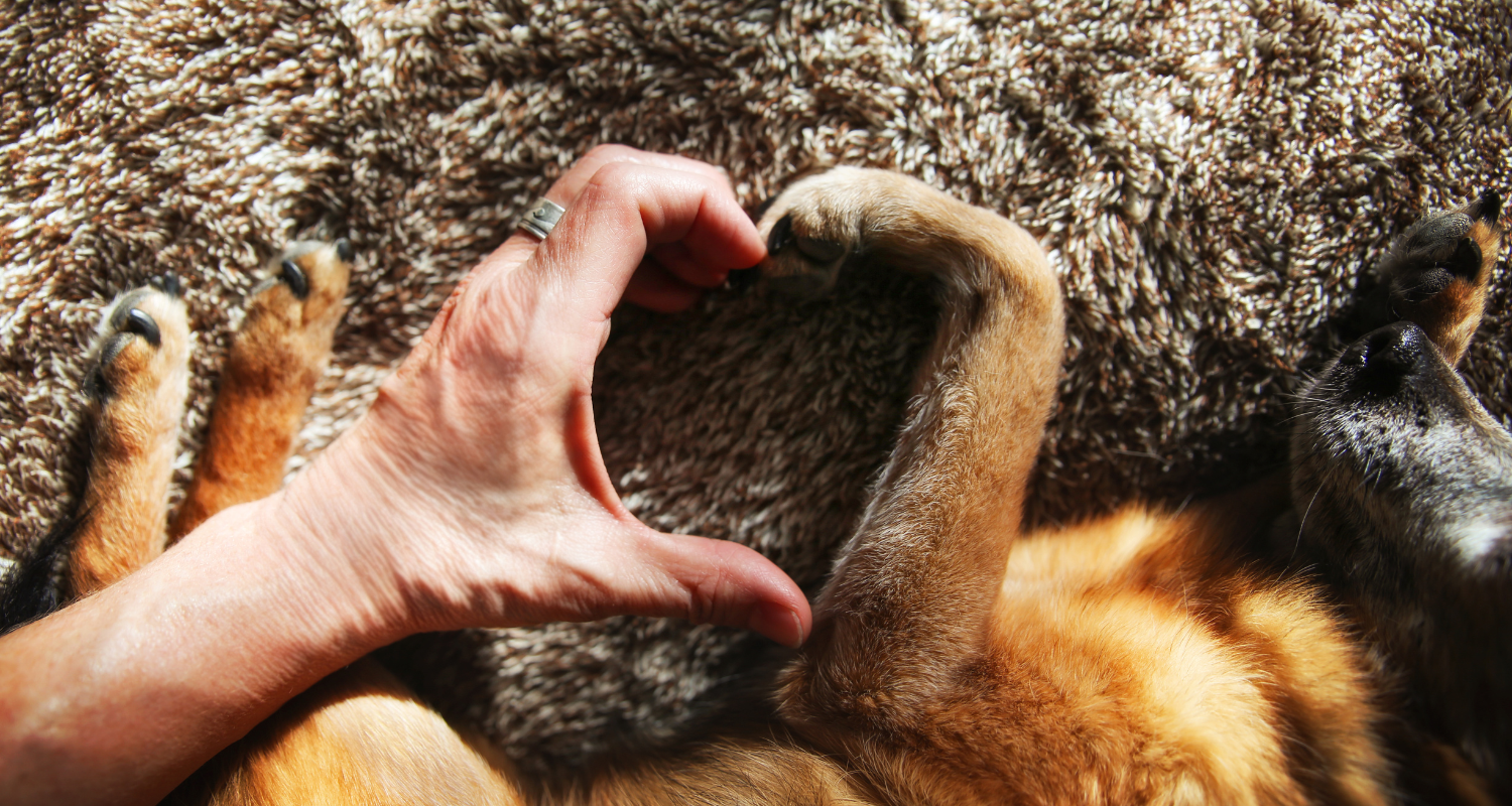 Decoding Dog Language: Understanding Your Canine Companion's Mannerisms