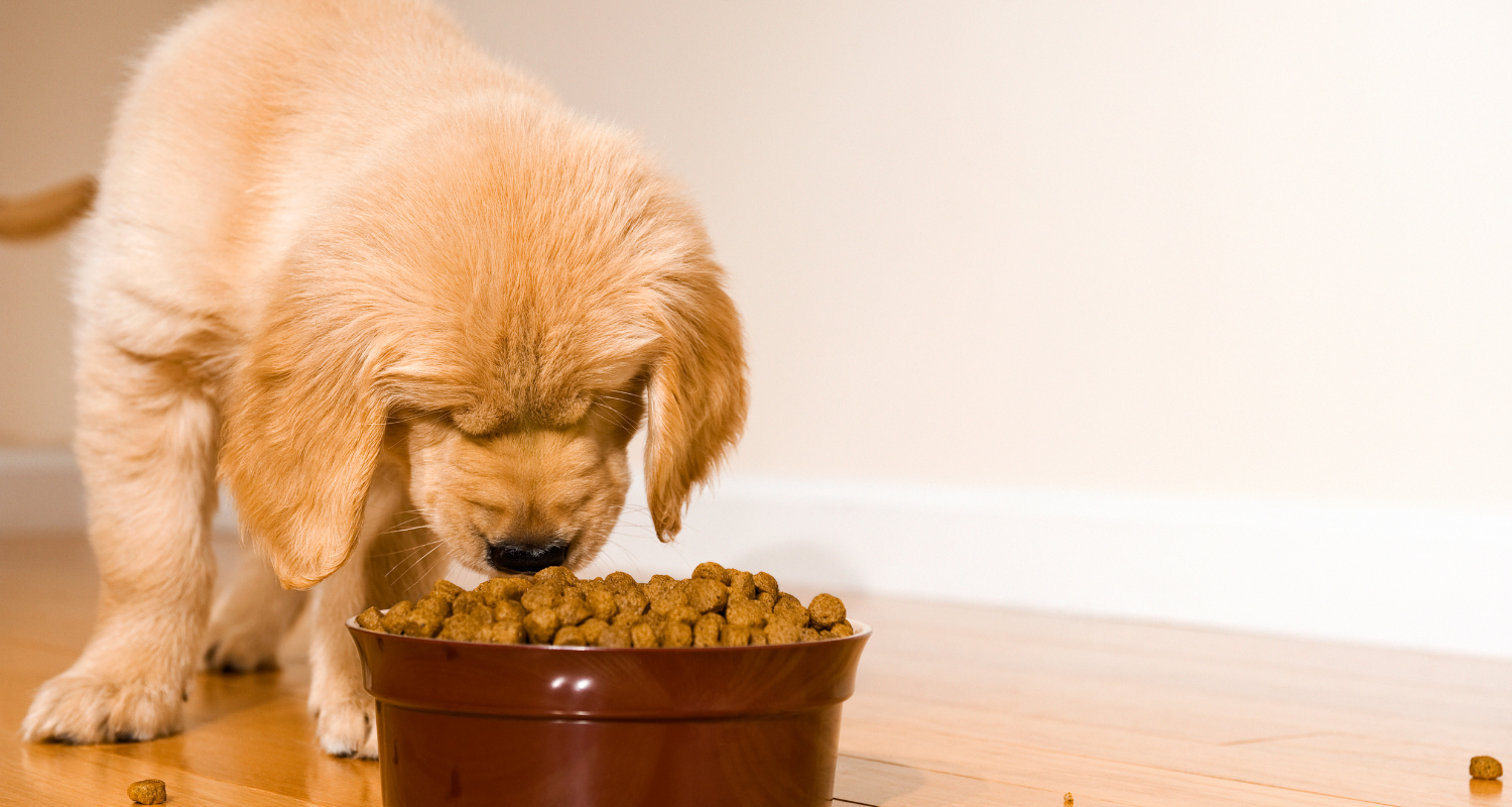 The Best Dry Food Brands for Dogs in New Zealand
