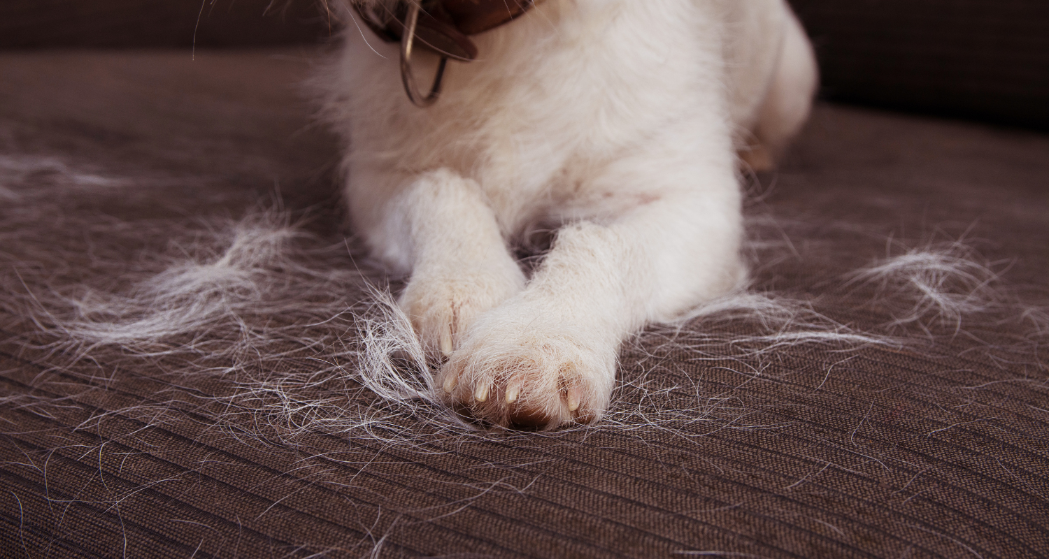 Fur-Free Living: How to Clean Pet Hair from Your House