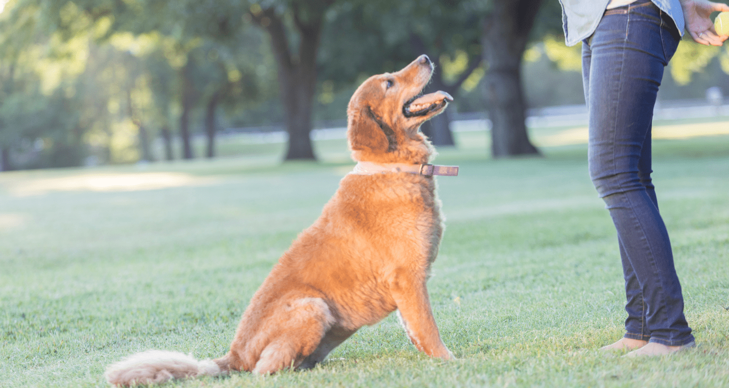 Mastering Recall: Effective Tips and Tricks to Train Your Dog - Holly's Paws
