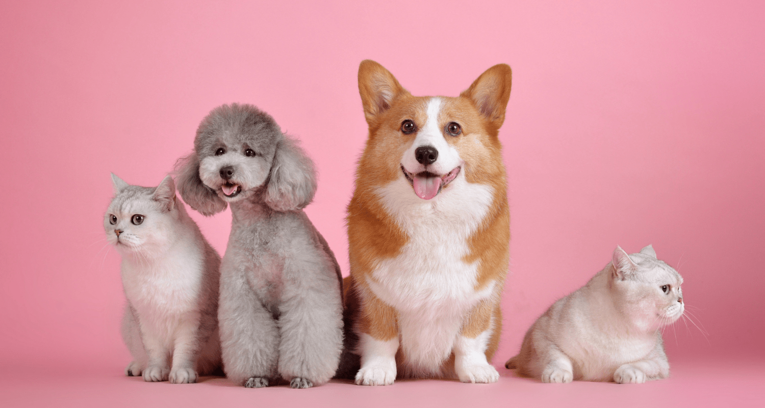 Pawsitive Transitions: Merging New Dogs into a Household with Cats - Holly's Paws