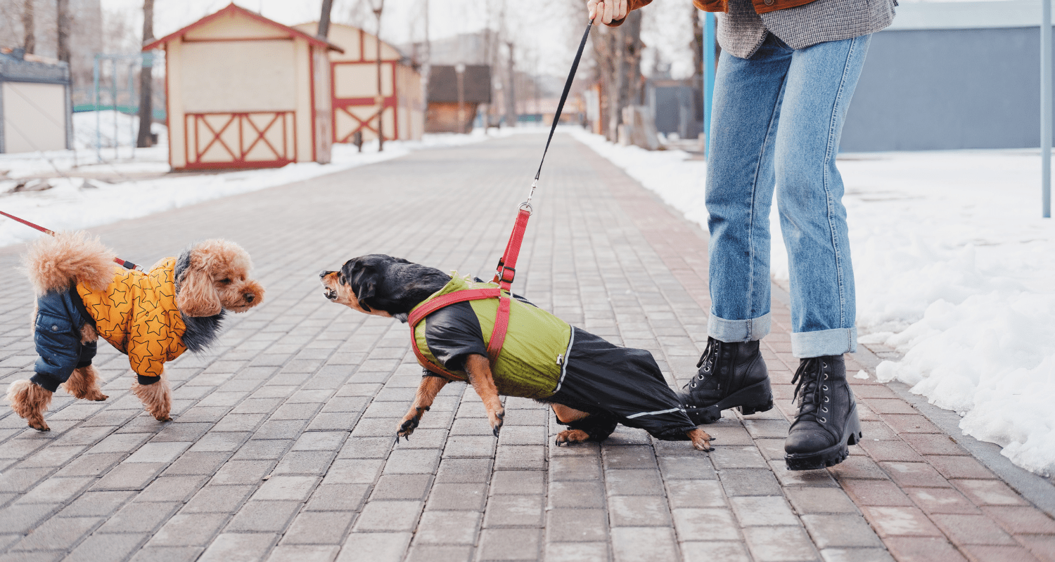 Quiet Please: Effective Strategies to Curb Your Dog's Barking - Holly's Paws