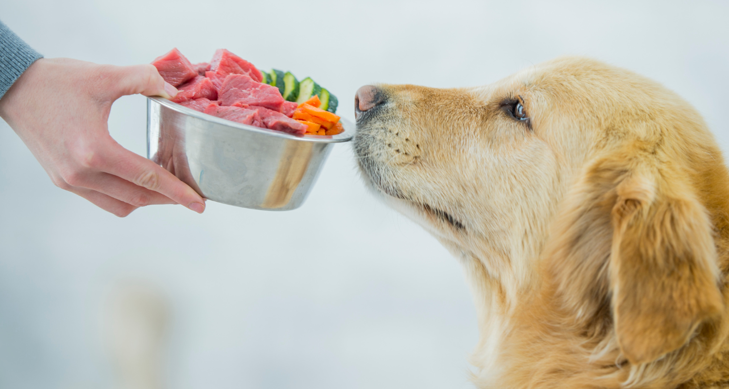 Unleash the Benefits: Exploring the Best Raw Food Diet for Dogs