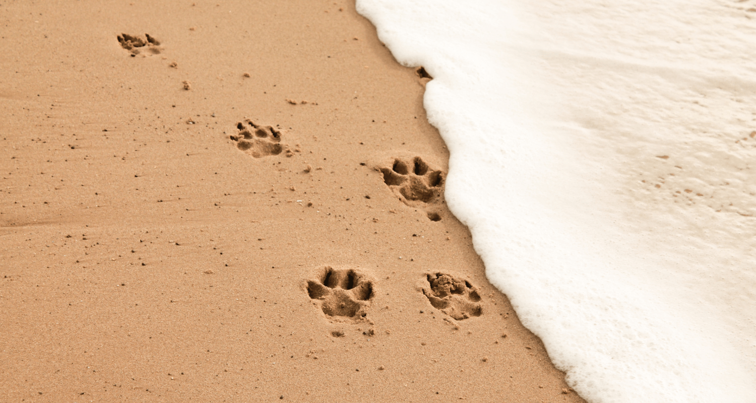 Sandy Paws and Wagging Tails: Top 10 Dog-Friendly Beaches in New Zealand - Holly's Paws