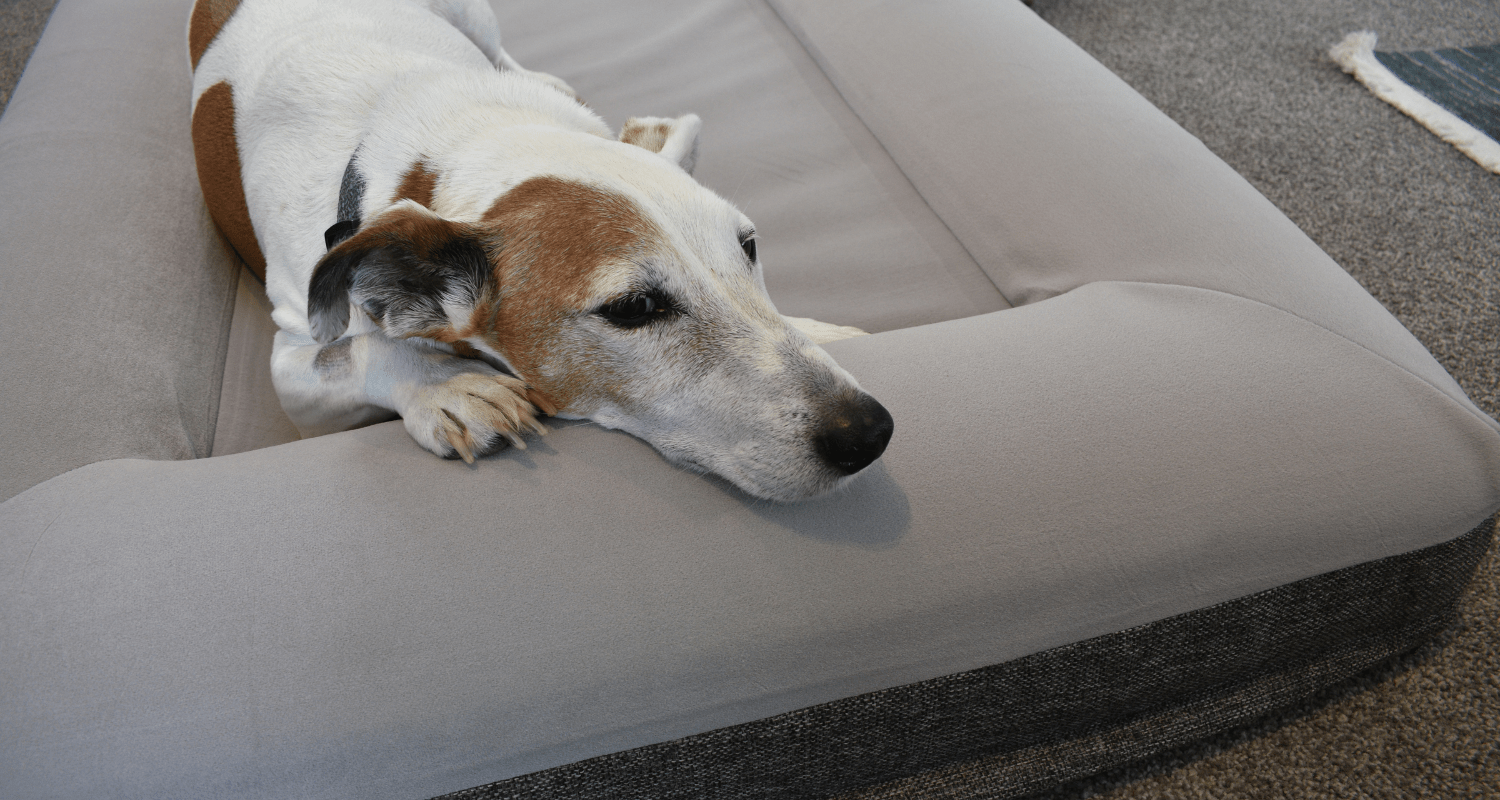 The Ultimate Guide to Choosing the Right Dog Bed for Your Kiwi Pooch - Holly's Paws