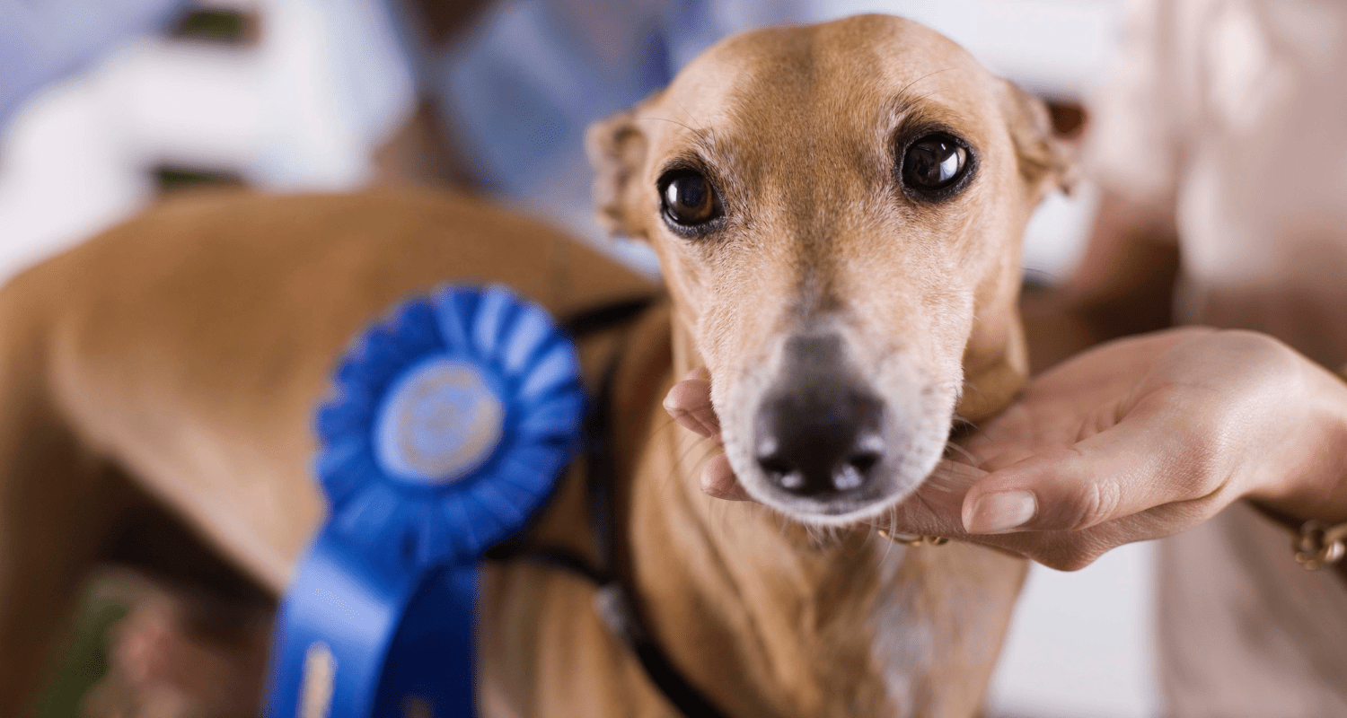 The Ultimate Guide: Top 5 Dog Shows to Attend in New Zealand - Holly's Paws