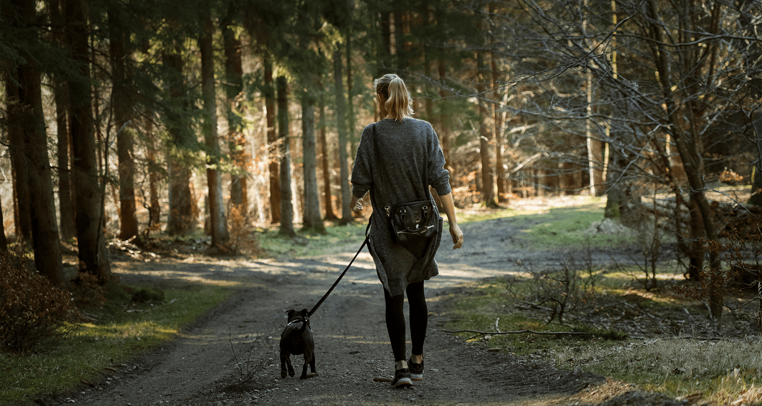 Top 5 Dog-Friendly Hiking Trails in New Zealand - Holly's Paws