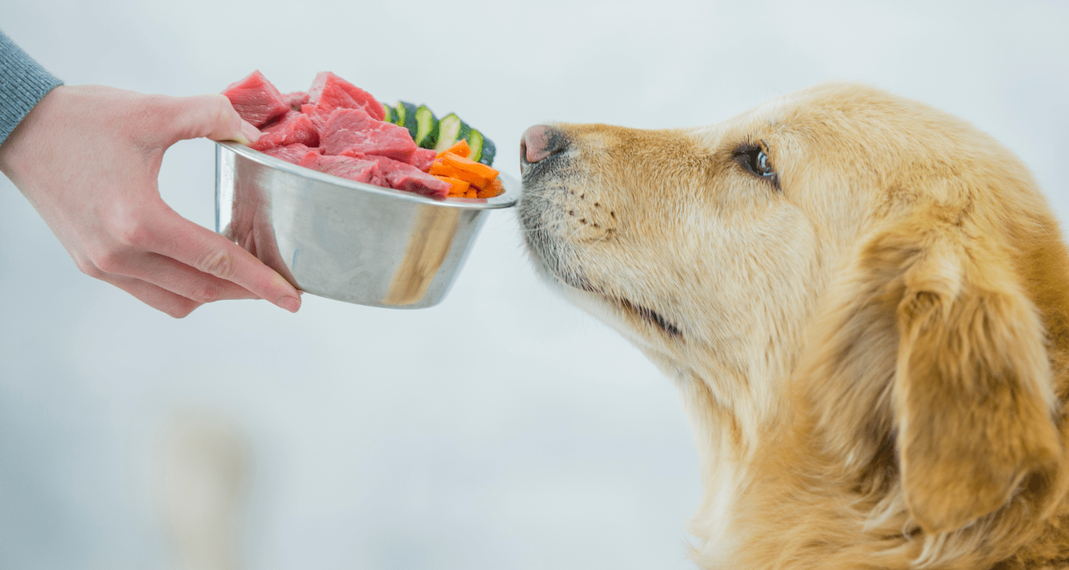 Unleash the Benefits: Exploring the Best Raw Food Diet for Dogs - Holly's Paws