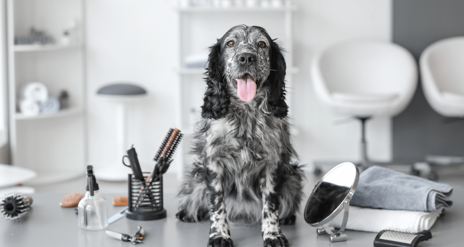 Unleash the Fluff: Top Grooming Tips for Your Pup - Holly's Paws