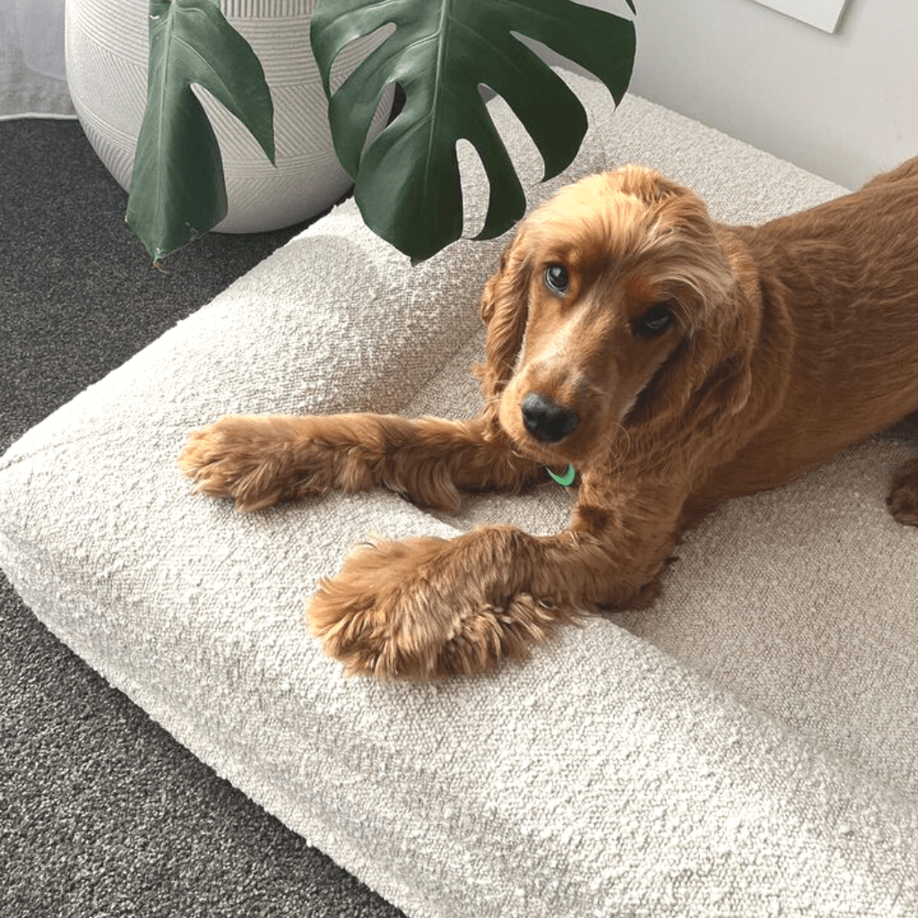 Bouclé Cover - Holly's Paws