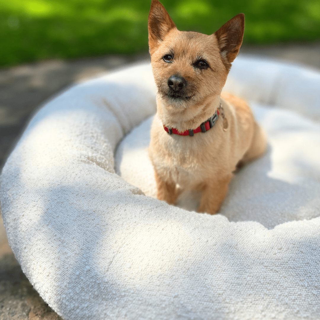 Bouclé Doughnut Bed - Holly's Paws