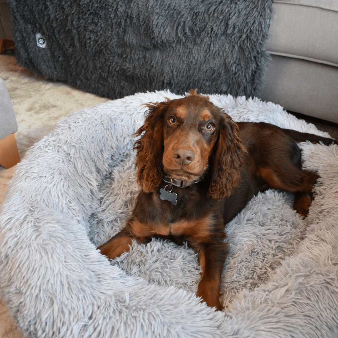 Calming Doughnut Bed - Holly's Paws