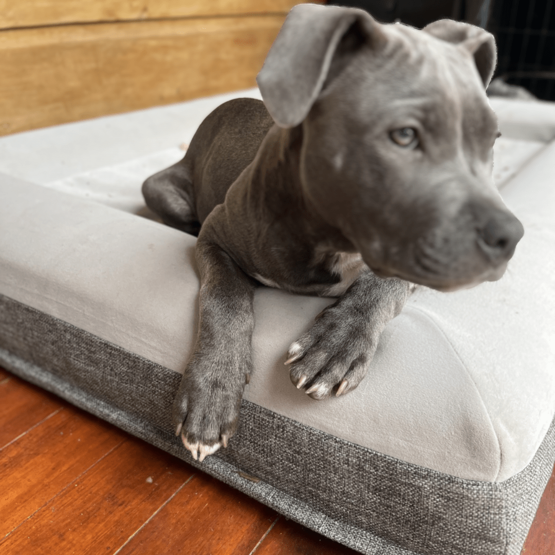 (Spare Cover) Orthopaedic Memory Foam Bed - Holly's Paws