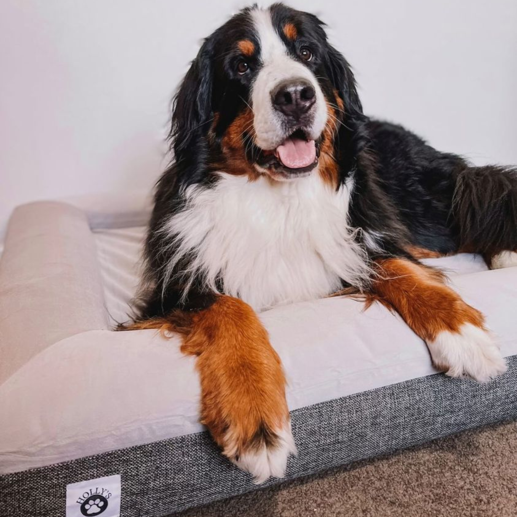 Large dog 2024 memory foam beds
