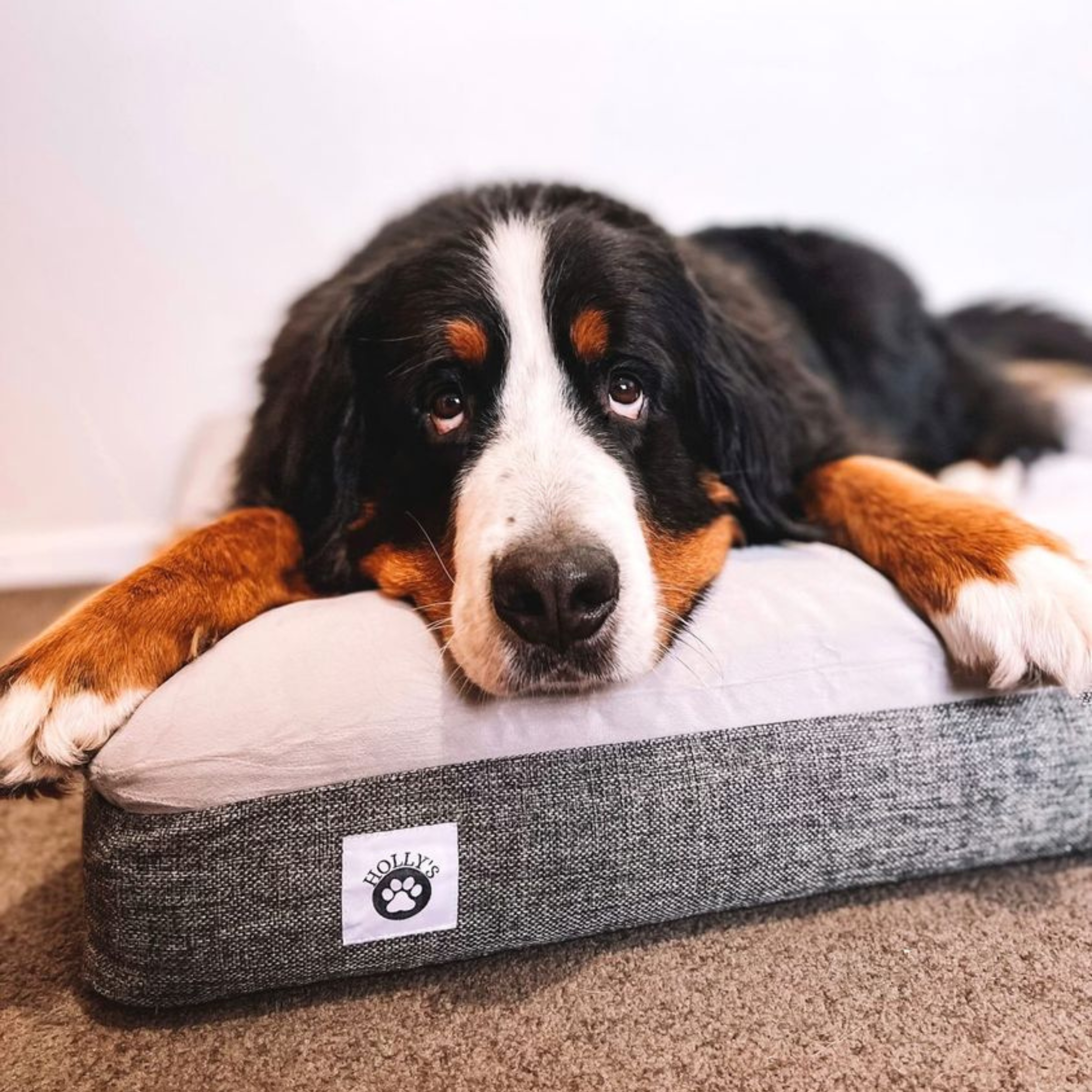 Dog foam best sale mattress